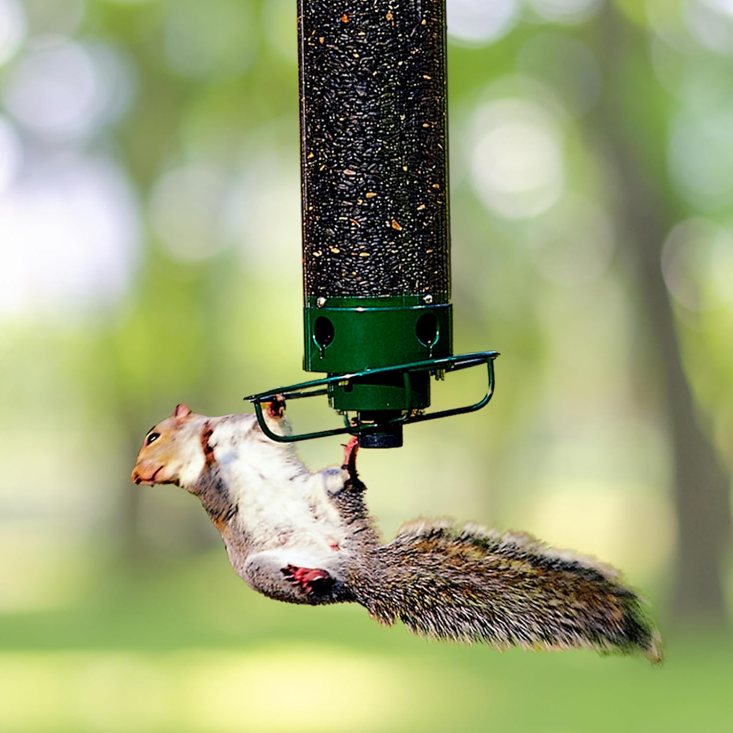 Wildlife Haven | Hanging Bird Feeder with Squirrel-Proof Design | Durable Solution for Backyard Birdwatching 0